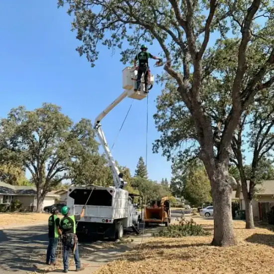 Bucket truck trimming a large oak tree in Port Orange