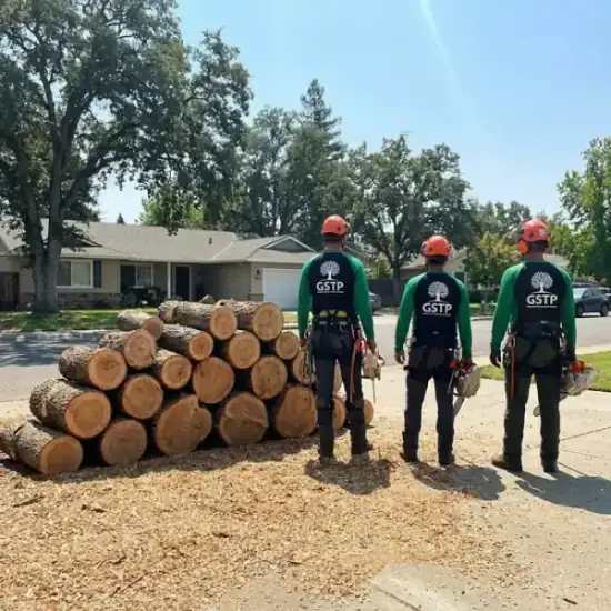 Freshly cut oak logs from a Port Orange tree removal